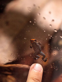 Close-up of hand holding insect