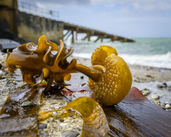 Close-up of wet fruit on beach