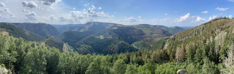 Panoramic view of pine trees against sky