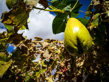 Close-up of fruits growing on tree