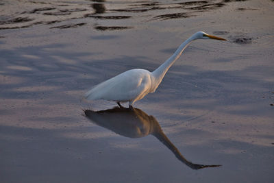 View of bird in lake