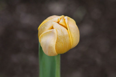 Close-up of yellow tulip