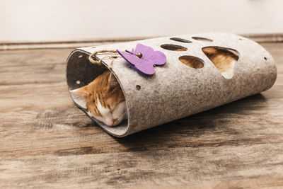 Domestic white and orange cat sleep in cat felt tunnel, fall season