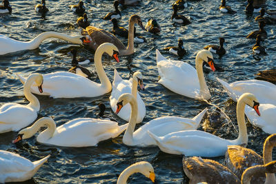 Swans in lake