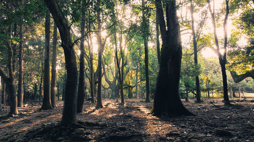 Sunlight streaming through trees in forest