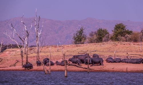 Hippos lake kariba 