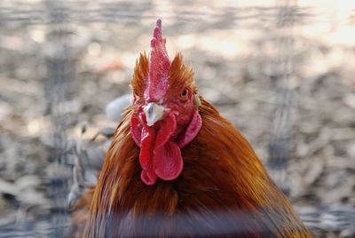 Close-up of hen