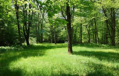 Scenic view of forest