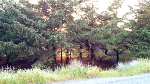 View of trees on landscape