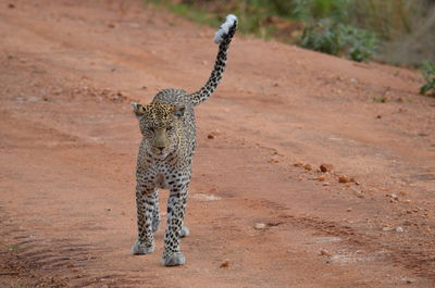 Full length of cat on land