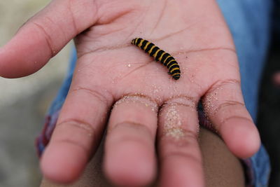 Cropped image of hand holding lizard