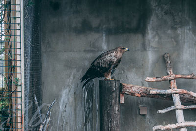 Bird perching on a window