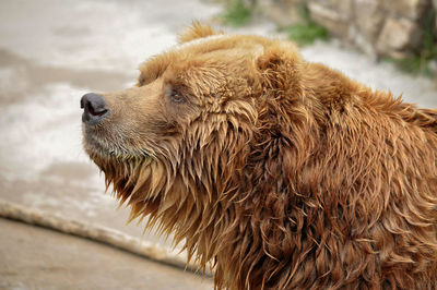 Close-up of lion