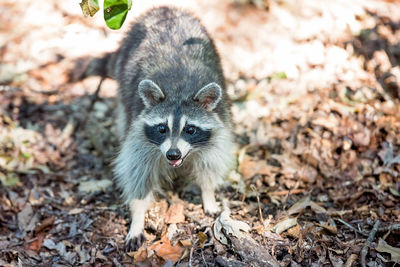 Close-up of raccoon on field