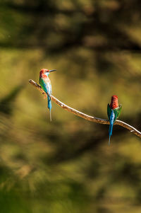 View of birds flying