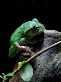 Close-up of frog