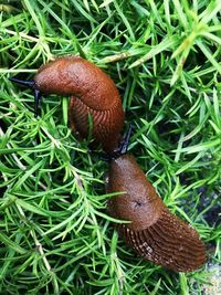 Close-up of snail on grass