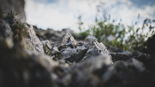 Close-up of lichen on rock