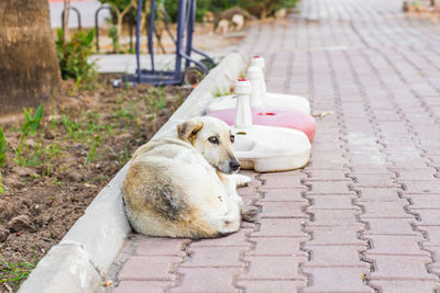 Dog relaxing on footpath