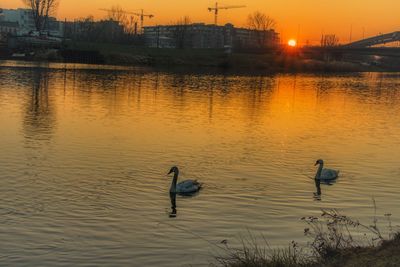 Swans swimming in lake during sunset