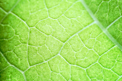 Full frame shot of leaf