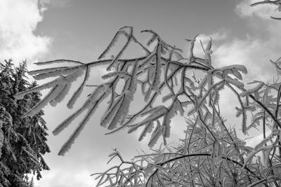 Low angle view of trees against sky