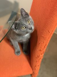 Close-up portrait of cat looking at camera