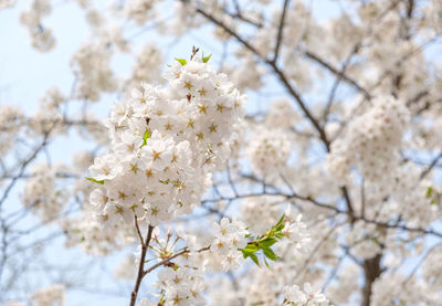 Low angle view of cherry blossoms in spring