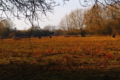 Bare trees on field