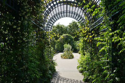 Trees and plants in park