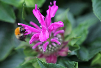 Close-up of pink flowering plant