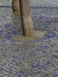 Tree trunk by water