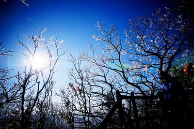 Low angle view of trees against blue sky