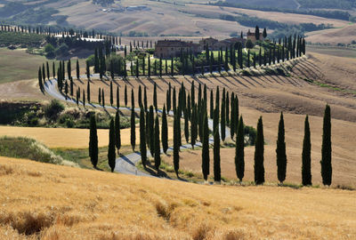 Scenic view of agricultural field