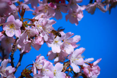 Close-up of bee on cherry blossom