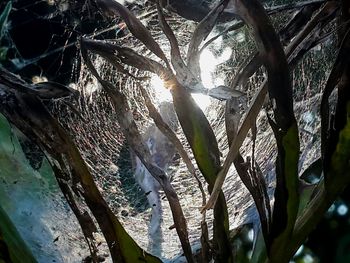 Low angle view of trees in forest