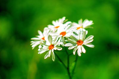 Close-up of white flowering plant
