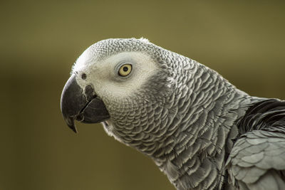 Close-up of eagle