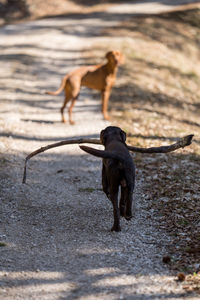 Young labrador dog playing with stick
