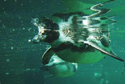 Close-up of jellyfish swimming in water