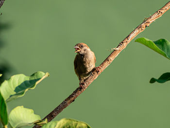 Bird perching on a branch