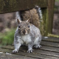 Urban squirrel sitting on a bench.