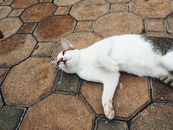 High angle view of cat relaxing on footpath