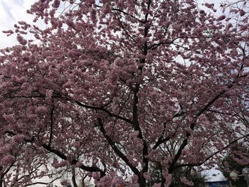 Low angle view of pink flowers