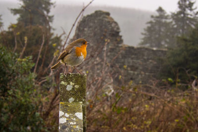 Close-up of bird perching on wood