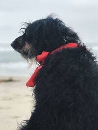 Close-up of dog on beach against sky