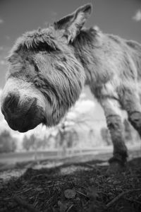 Close-up of horse against sky