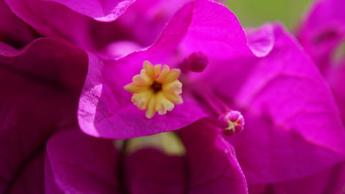 Close-up of pink flower