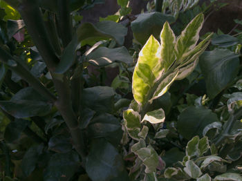 Close-up of fresh green plants