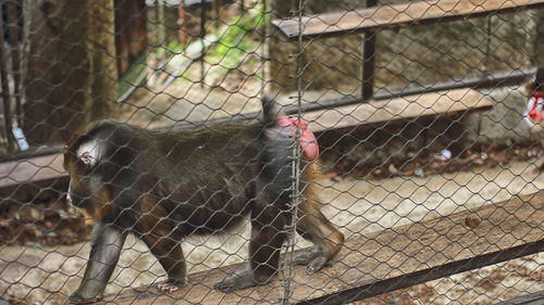 Close-up of monkey in cage